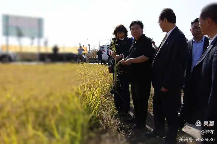 2020年9月27日秀水镇生态农业水稻实验示范推广展示会